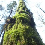 Tree at Galbraith Mountain