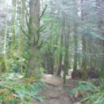 Galbraith Mountain - Mullet Trail