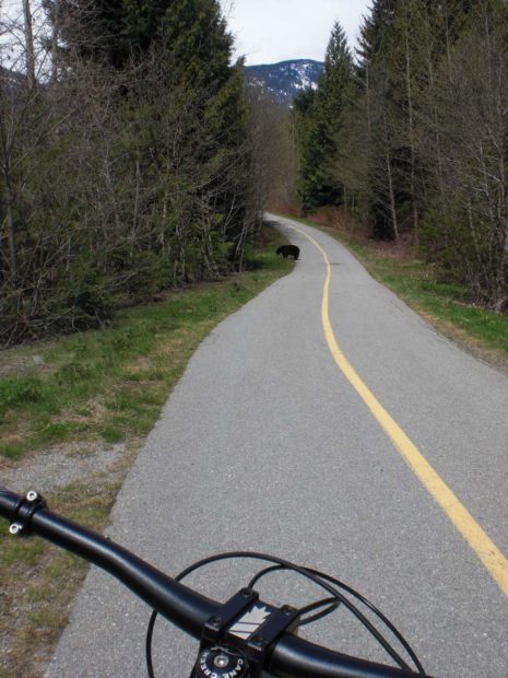 Bear on Whistler Valley Trail