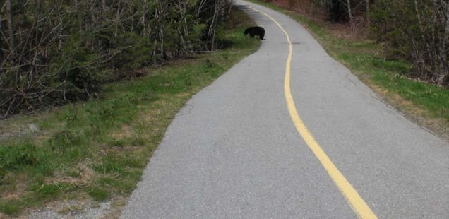 Bear on Whistler Valley Trail