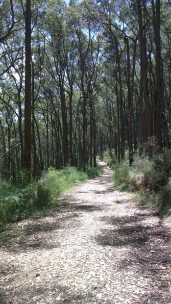 Wine Shanty Track, Cleland Conservation Park